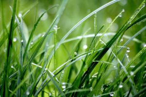 A shot of early morning grass dripping with dew. The photographer really zoomed in on this shot as the droplets of dew are rather large. The fore ground is in focus, but the rear is blurred and out of focus for a depth to feel shot.