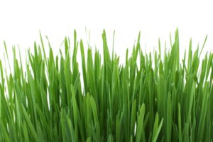 Picture of grass shot in a studio. The grass is super green and probably in a tray of a sort, but the tray isn't visible. There is a white background, which is why this looks like a grass photoshoot. Lush green grass blades though.