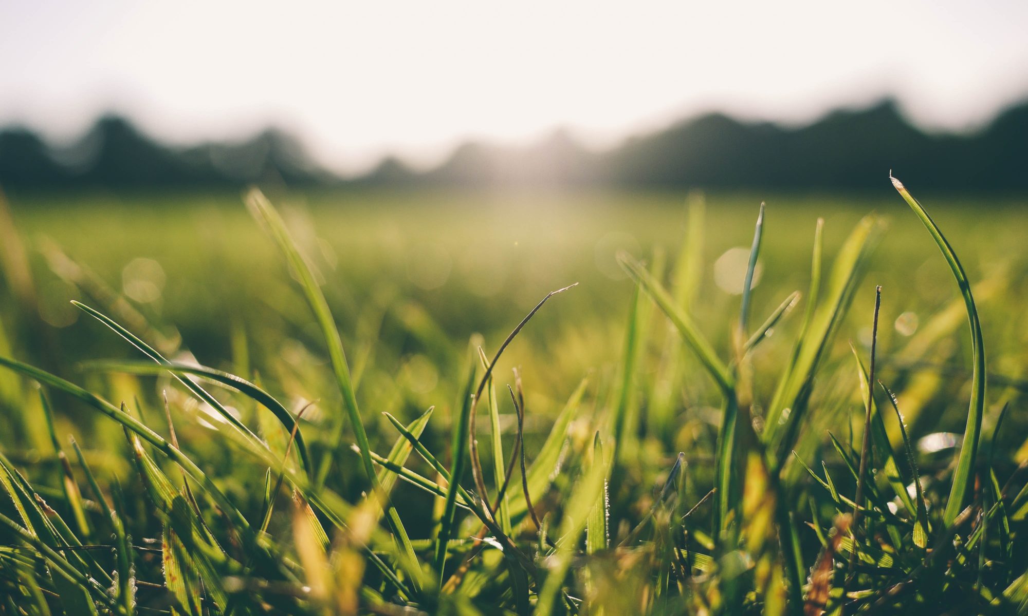 Ground level view of thick green grass with bright sunshine glaring into the shot. Most of the shot is blurred except for grass in the immediate front. There are blurred mountains in the background also.