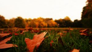 Close up of autumn leaves spread sparingly on green grass. The background treeline is blurred, but visible. The colors of autumn are everywhere; yellowes, browns, and hues.