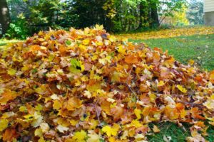 Pile of autum leaves in a yard. Beautiful yellow and brown hues of the season. Thick treeline is in the rear of the picture.